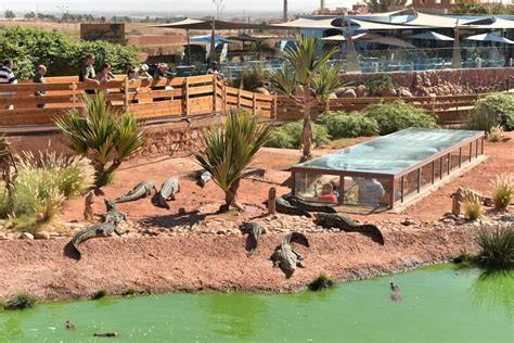 Excursion unique et enrichissante au Crocoparc d'Agadir